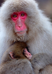 monkey mother and her child on the hot spring with snowing and sunlight from the left at Nagano Prefecture, Japan