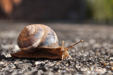 Curious snail crawling on concrete. Burgundy snail, Helix, Roman snail, edible snail or escargot crawling