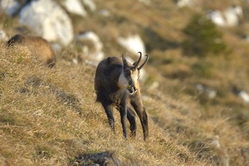 Chamois ( Rupicapra rupicapra) in natural habitat