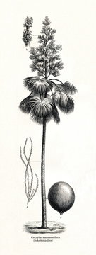 Talipot palm (Corypha umbraculifera) (from Meyers Lexikon, 1896, 13/442/443)