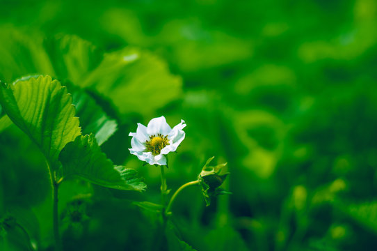 photo for background of green strawberry leaves with littel white flofer