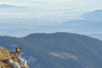 Chamois ( Rupicapra rupicapra) in natural habitat