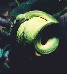 green snake / snake / green tree python / morelia viridis / baumpython