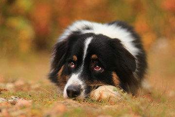 Australian shepherd