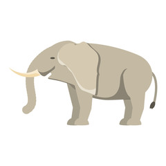 elephant  vector illustration