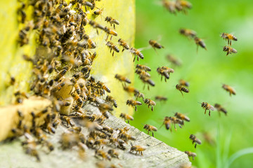 pszczoły wlatujące do ula