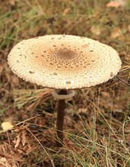 poisonous mushroom in autumn forest - 177973355