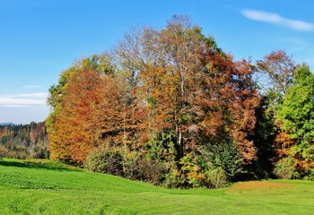 Naklejka premium Bunter Herbstwald