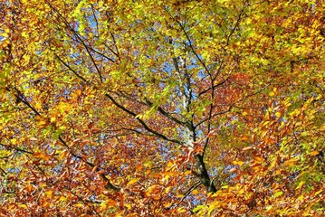 Bunter Herbstwald