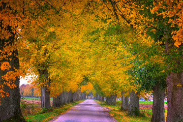 Naklejka premium Countryside road among the trees in autumn. Masuria, Poland. HDR image.
