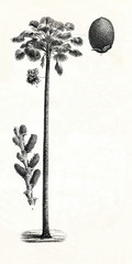 Fototapeta premium Moriche palm (Mauritia flexuosa) (from Meyers Lexikon, 1896, 13/442/443)
