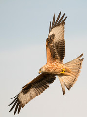 Awesome bird of prey in flight
