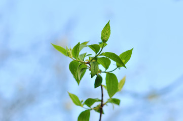 Cherry blossoms over blurred nature background