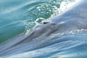 bryde's whale in the gulf of Thailand