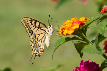 Closeup butterfly on flower