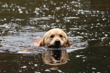 Golden retriever swimming.
