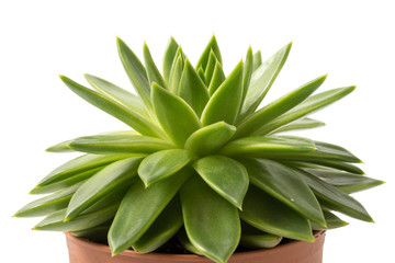 Echeveria agavoides