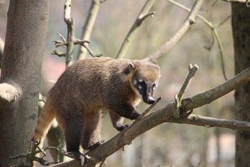 Nasenbär auf Baum