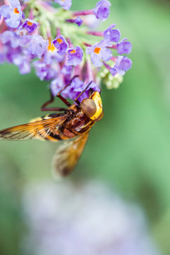 Macro shot of bee pollinating a Buddleja flower with its proboscis