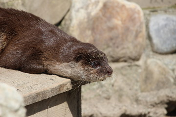 Fischotter 