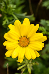 Obraz premium Yellow Daisy
