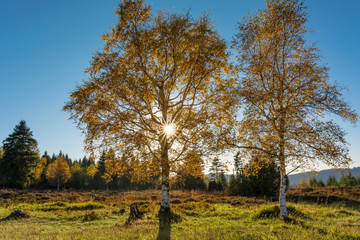 Obraz premium Autumn landscape - Black Forest. Birches in the Black Forest at sunset.