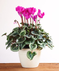 Pink cyclamen in pot on wooden table, against the wall. Many leaves and flowers.