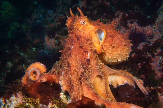 Adult Giant Pacific Octopus Enteroctopus dofleini feeding on a reef, Canada