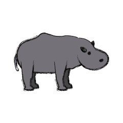 hippopotamus  vector illustration