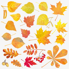 Fall Leaves Collection isolated . Autumn