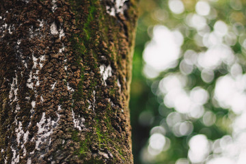 Tree trunk on blurred background