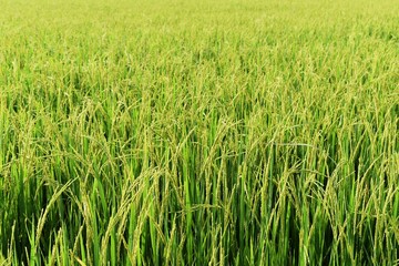 green rice in rice field for nature background