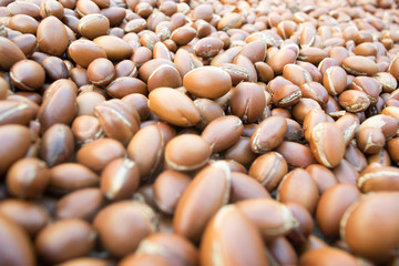 argan nut
