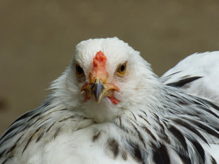 Hahn