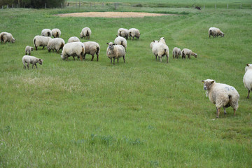 Obraz premium Moutons dans un pré à l'Aiguillon-sur-Mer, Vendée