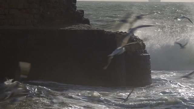 Rough sea waves crushing the ancient walls of Acre, sea-gulls flying over the water