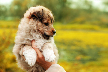 small puppy on female hands.