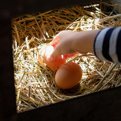 little girl picking chicken eggs from chicken coop