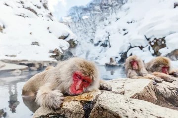 Badkamer foto achterwand Snow Monkeys © BlueOrange Studio