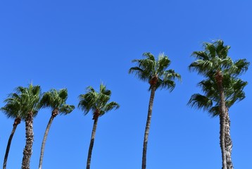 Fototapeta premium Palm trees against the sky.