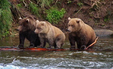 Fototapeta na wymiar Brown Bear Cubs