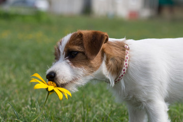 Puppy Jack Russell Terrier smell a flower
