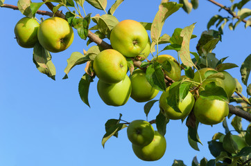branch with green apples on blue sky background