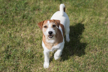 Jack Russell Terrier