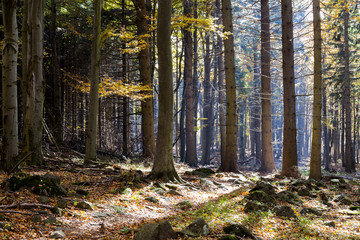 Autumn colorful forest with wonderful sunshine.