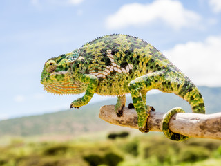 Chameleon © Mathias