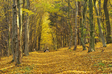 The road in the beautiful autumn forest and dog