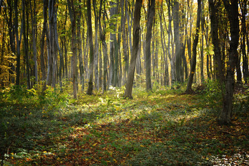 Autumn forest trees landscape
