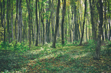 Autumn forest trees landscape