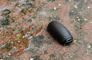 alone little bug on wet stone in thung salaeng luang national park in thailand in selective focus